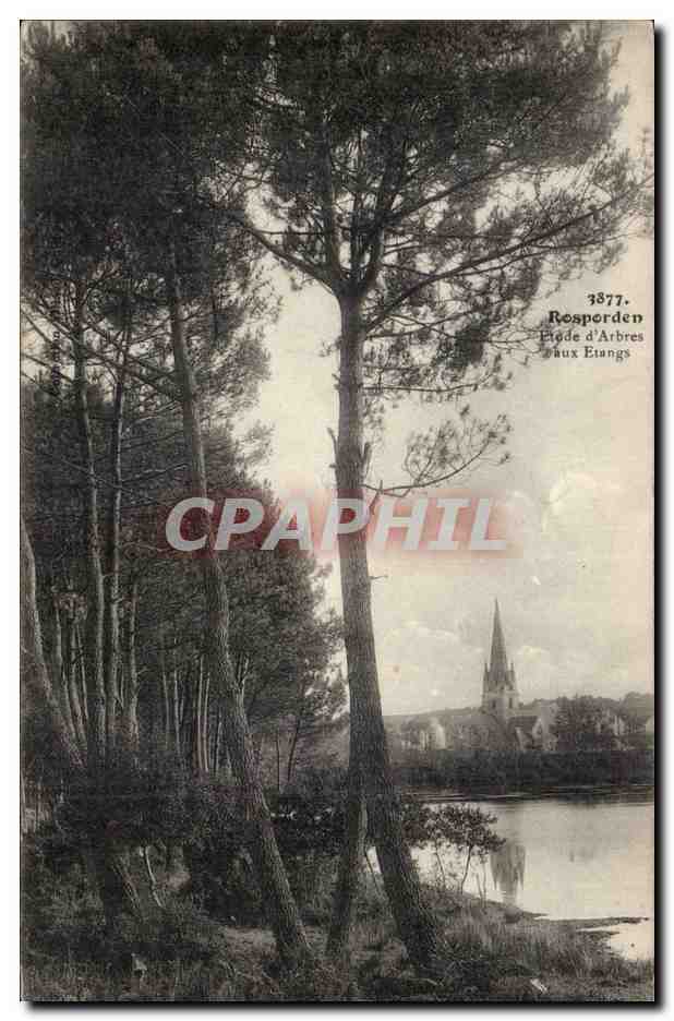 Rosporden CPA Etude d'arbres aux etangs