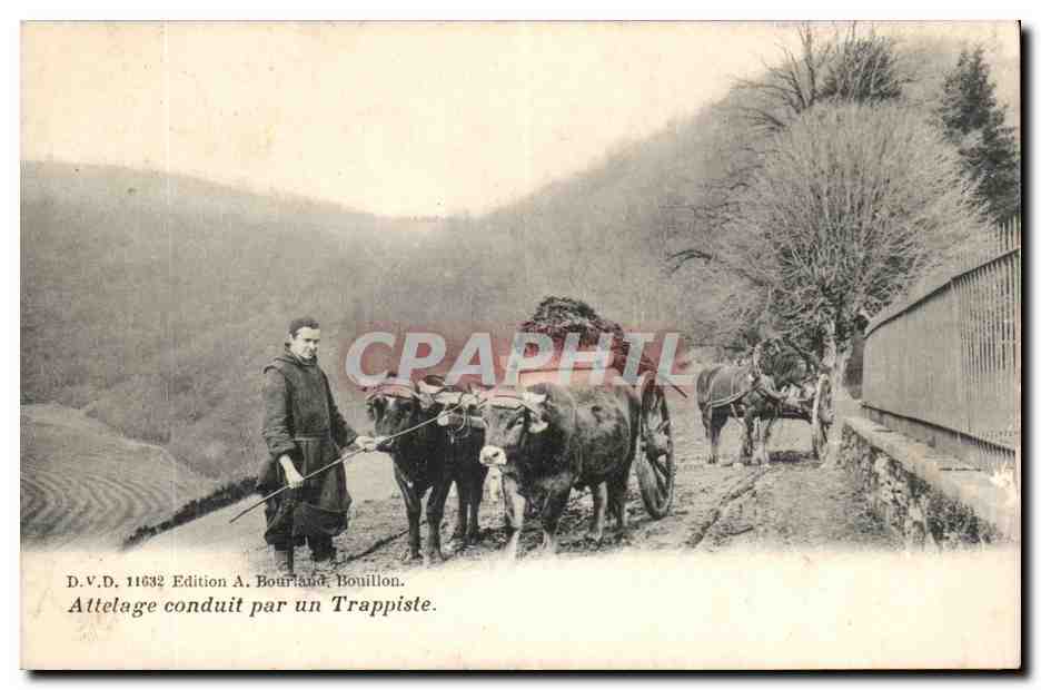 Boeufs - Attelage conduit par un Trappiste - beautiful card - cows -- CPA 