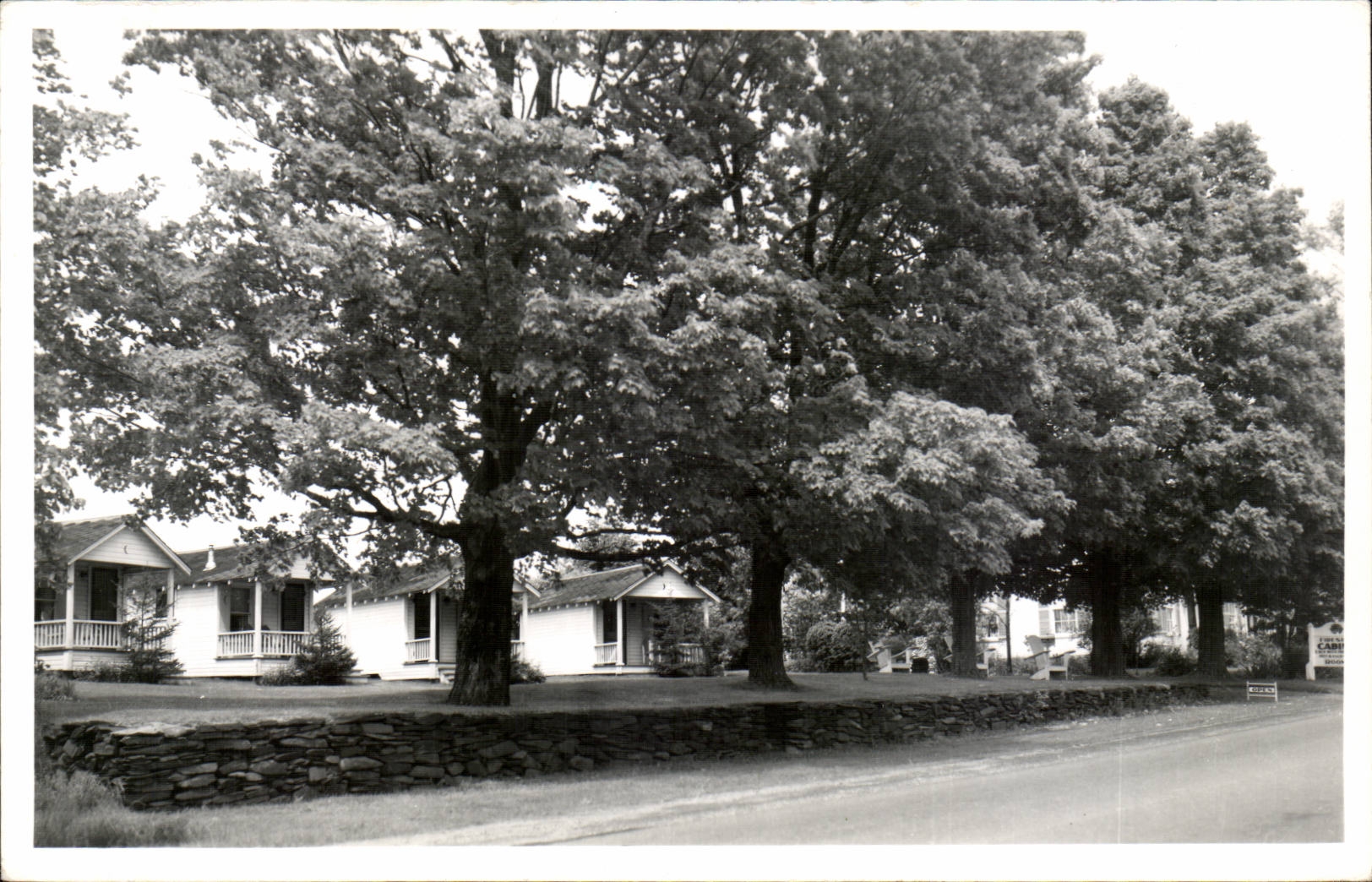 CARTE PHOTO Arbres (Etats unis)