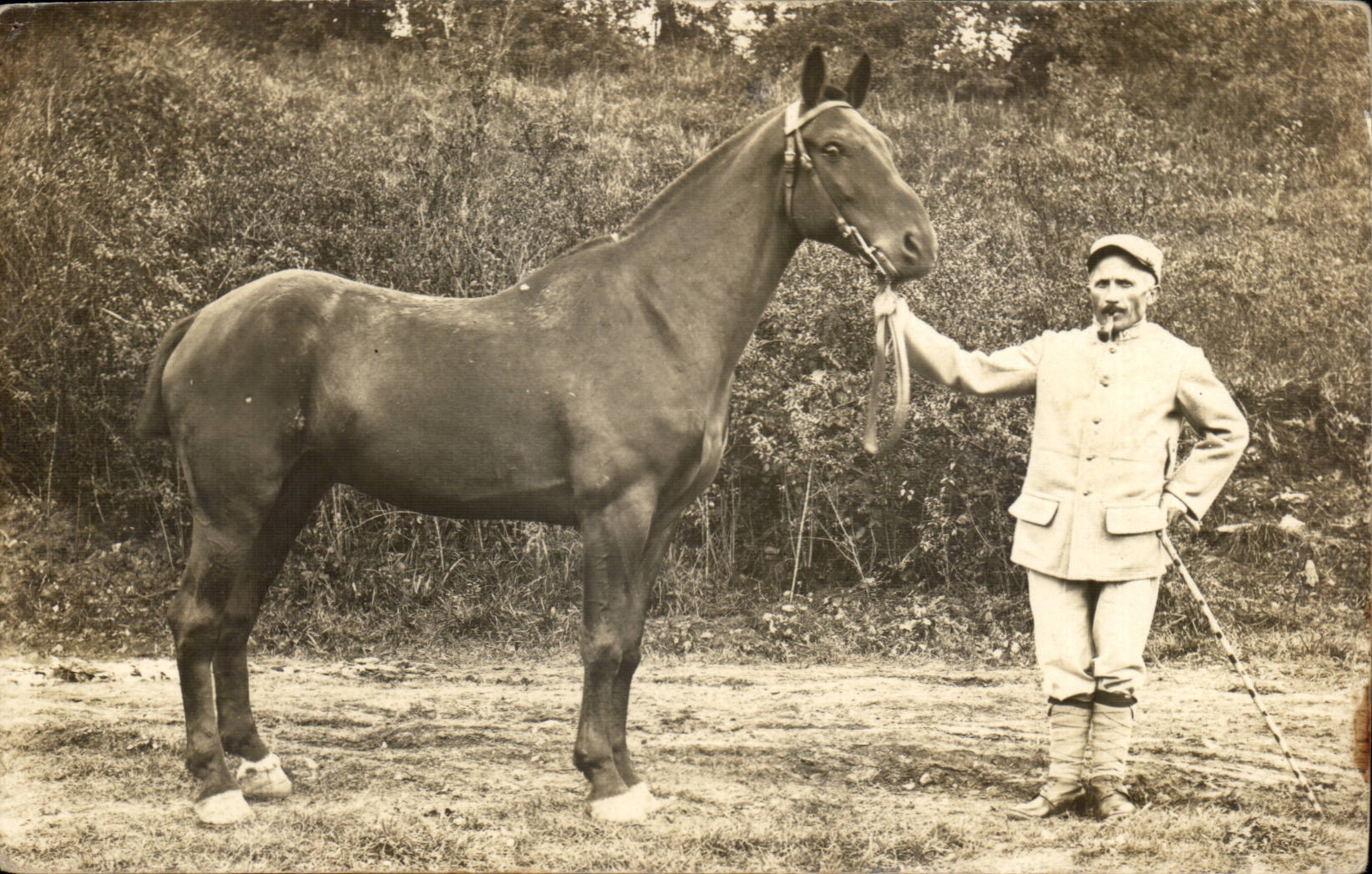 CARTE PHOTO Militaria soldat et cheval