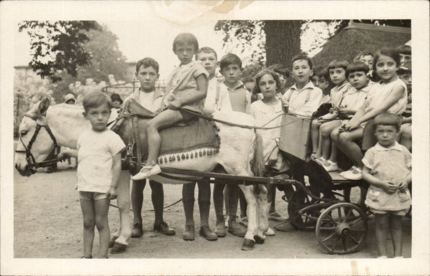 CARTE PHOTO Enfants ane mule donkey