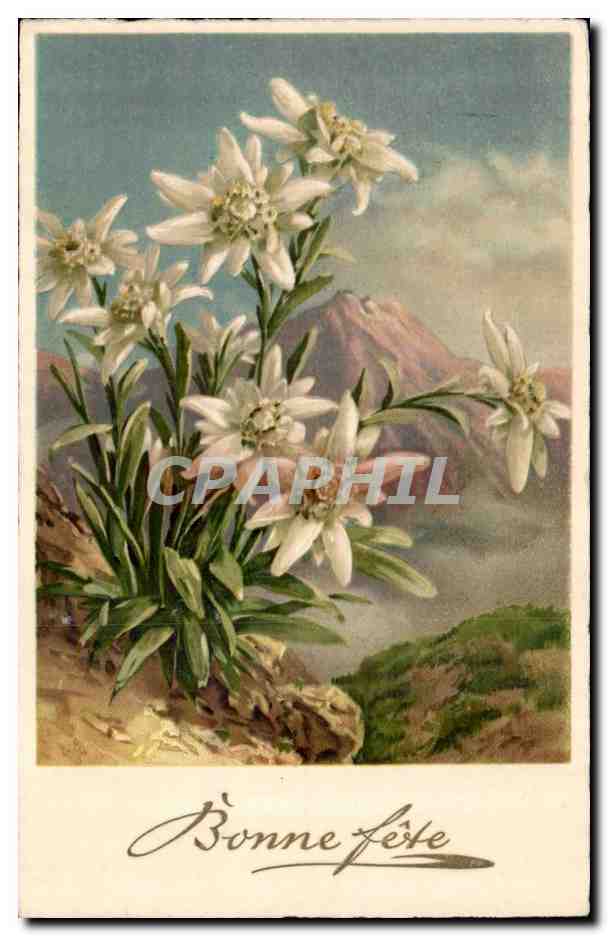 Fleurs d'Edelweiss — Alpes — CPAPHIL