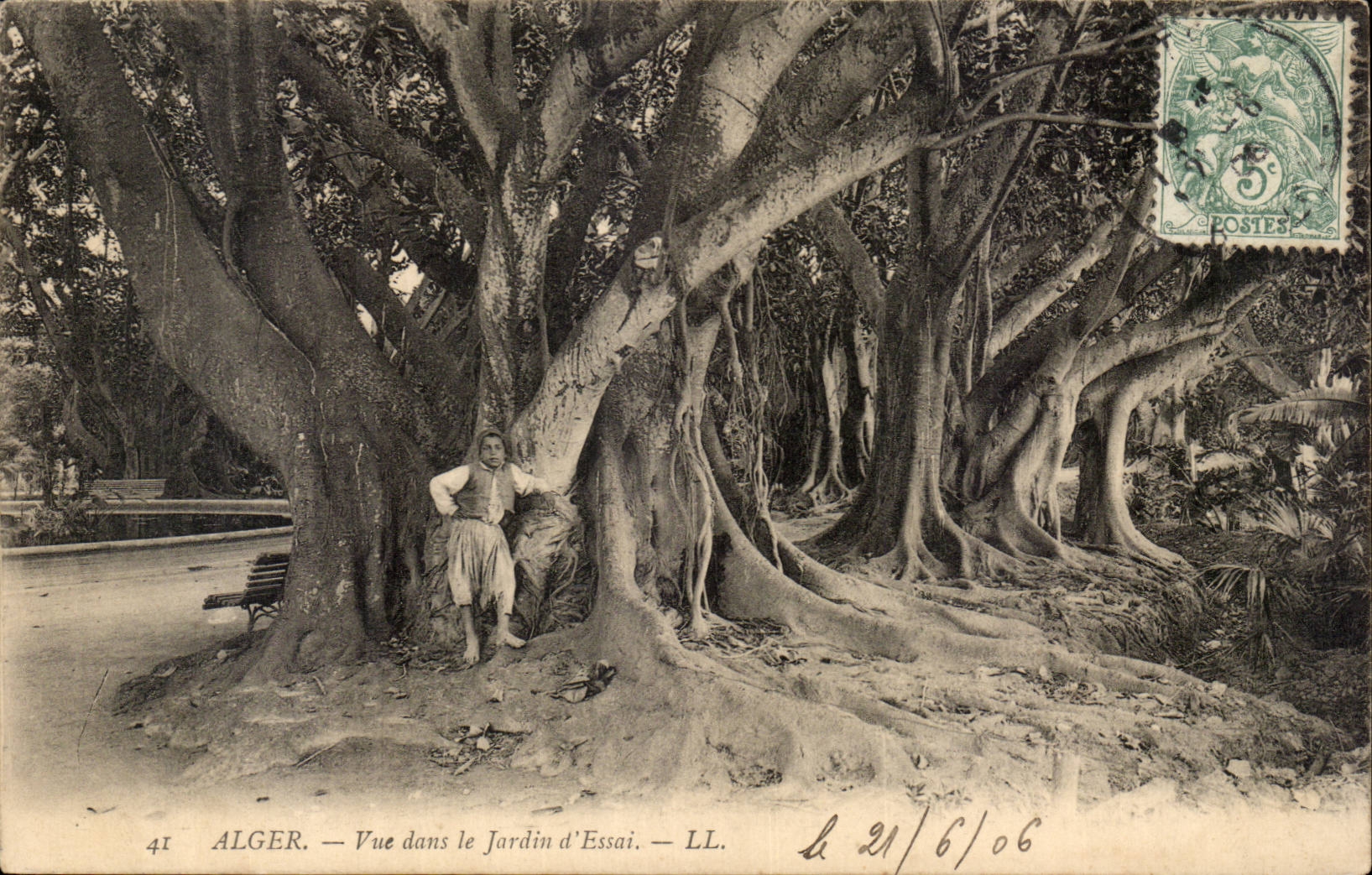 Algerie Alger CPA Vue dans le jardin d'essai (arbre tree)