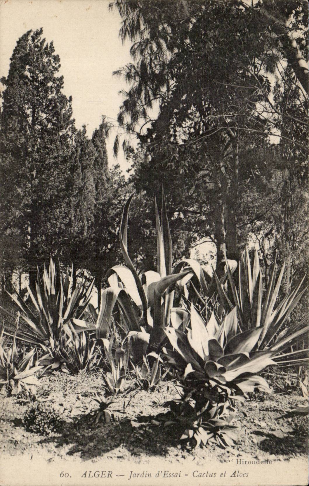 Algerie Alger CPA Jardin d'essai Cactus et Aloes