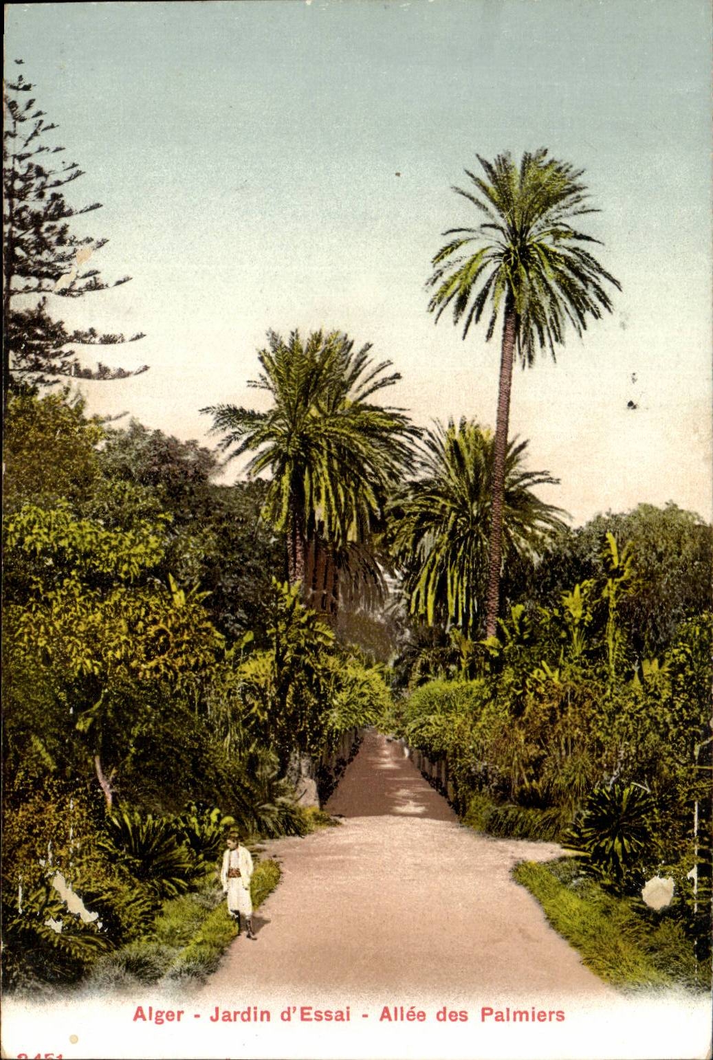 Algerie Alger CPA Jardin d'essai Allees des palmiers
