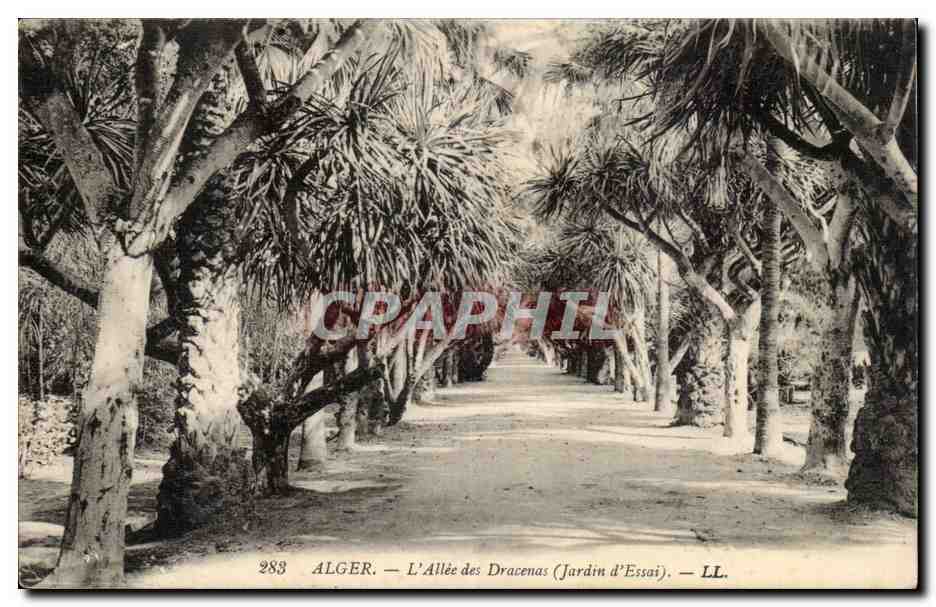Algerie Alger CPA L'allee des Dracenas (jardin d'essai)
