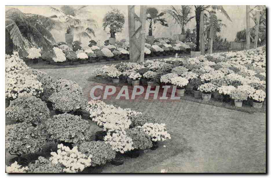 Exposition de Gand 1913 — Floralies Gantoises — Éditeur STAR