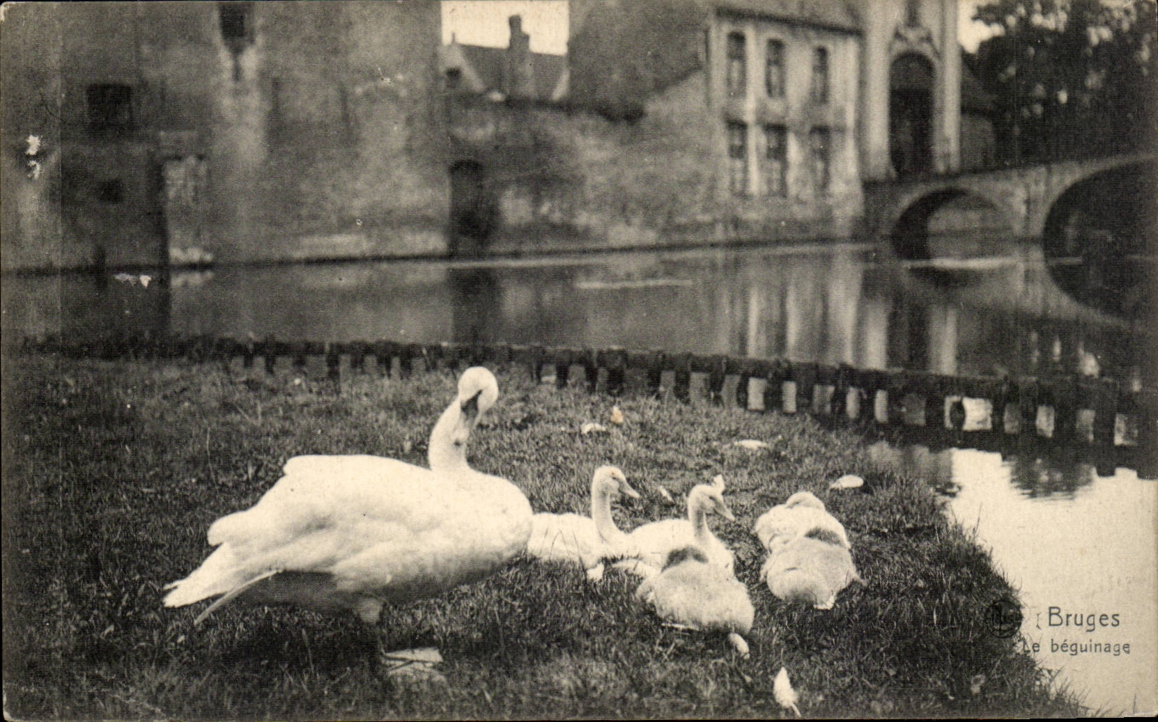CPA Belgique Bruges Le beguinage Cygne swan