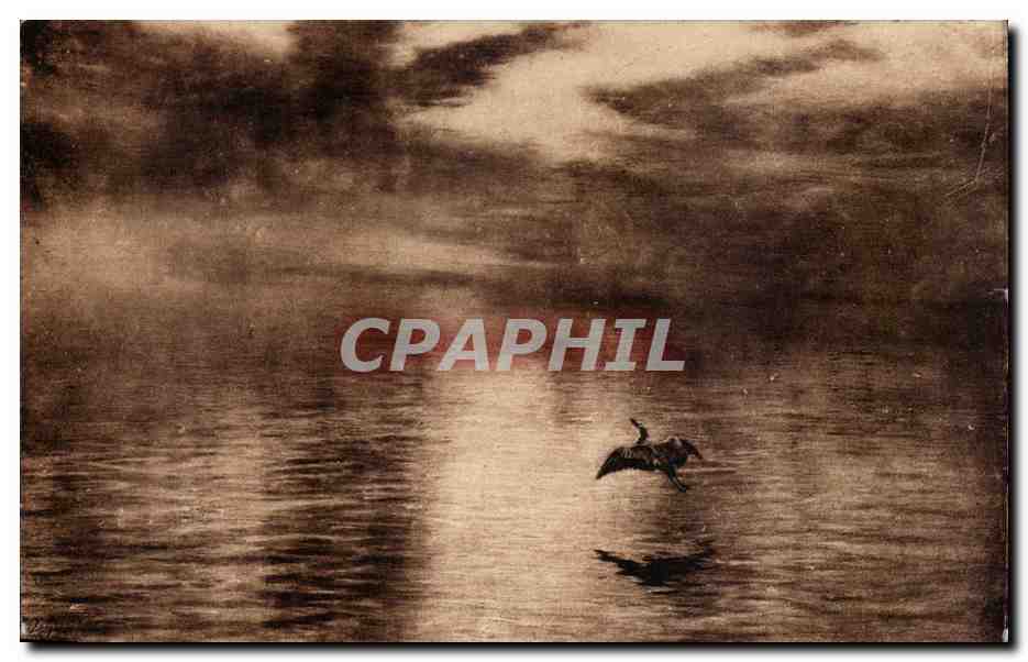 Grande Bretagne Great BRitain CPA Dawn (WAlker Art Gallery) Farquharson (canard duck)