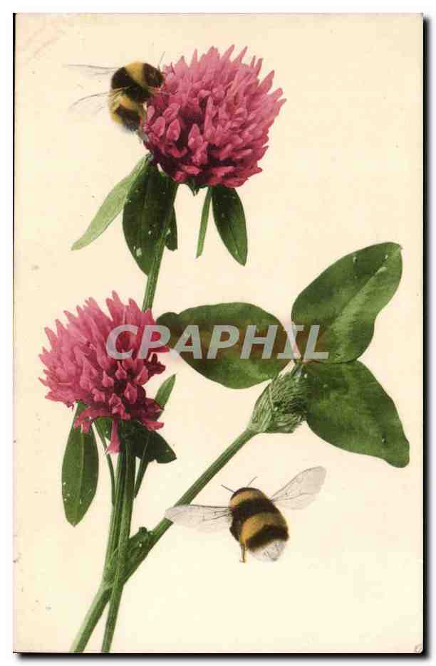 CPA Fantaisie Fleurs et bourdon (abeille bee insect insecte)
