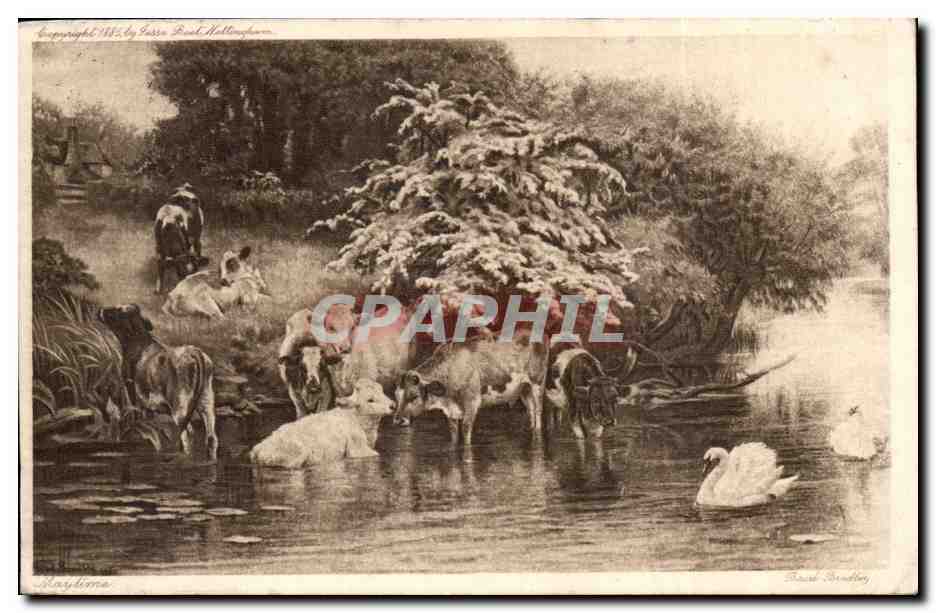CPA Maytime vaches Basel Bradley