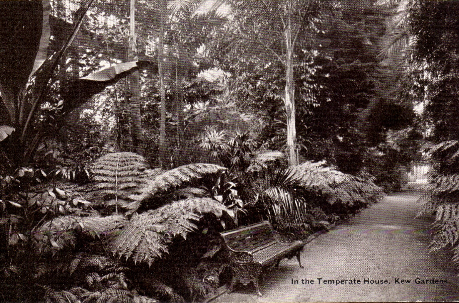 Grande Bretagne Great BRitain CPA In the temperature house Kew gardens (jardins tropicaux)