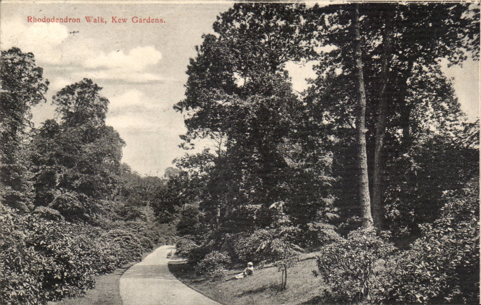 Grande Bretagne Great BRitain CPA Kew gardens (jardins tropicaux) Rhododendron walk