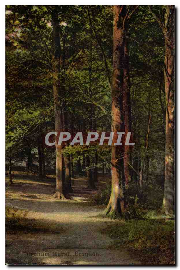 Grande Bretagne CPA Croydon Groham Hurst arbre tree)