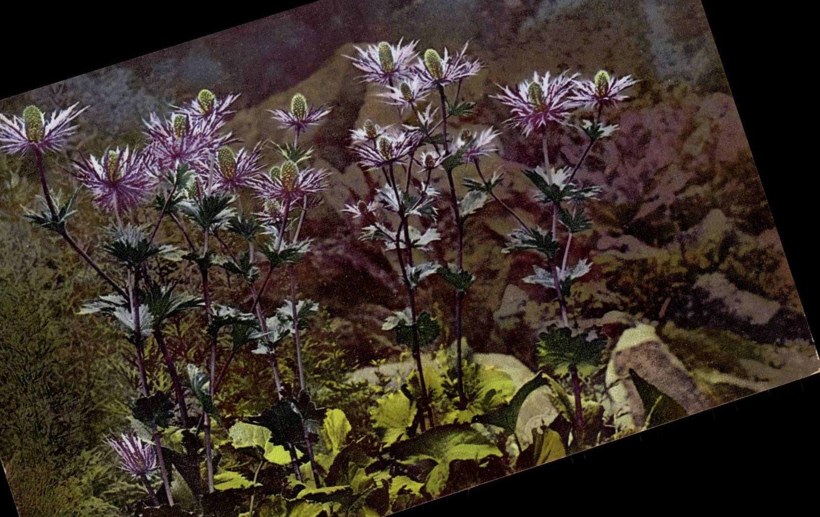 CPA Fantaisie Fleurs Eryngium alpinum