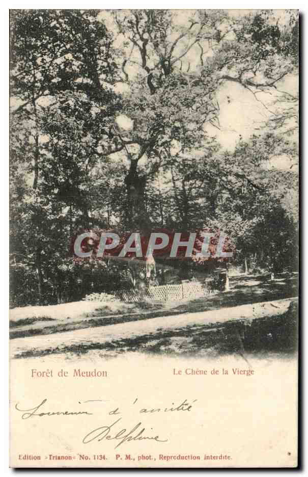 CPA Foret de Meudon Le chene de la vierge (tree arbre)
