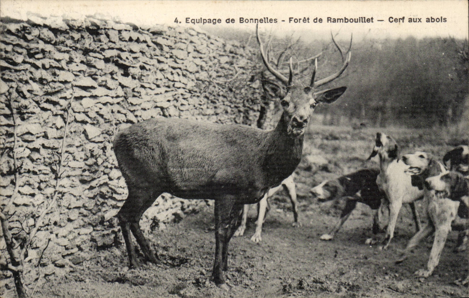 Cerf aux abois — Forêt de Rambouillet — Équillage de Bonnelles