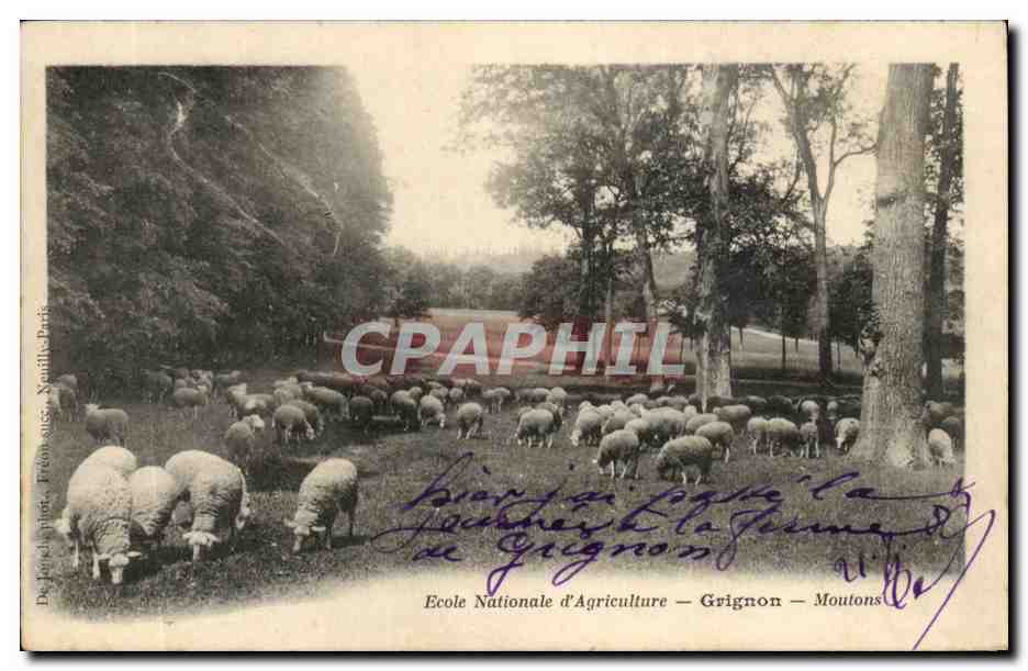Grignon CPA Ecole nationale d'agriculture Moutons