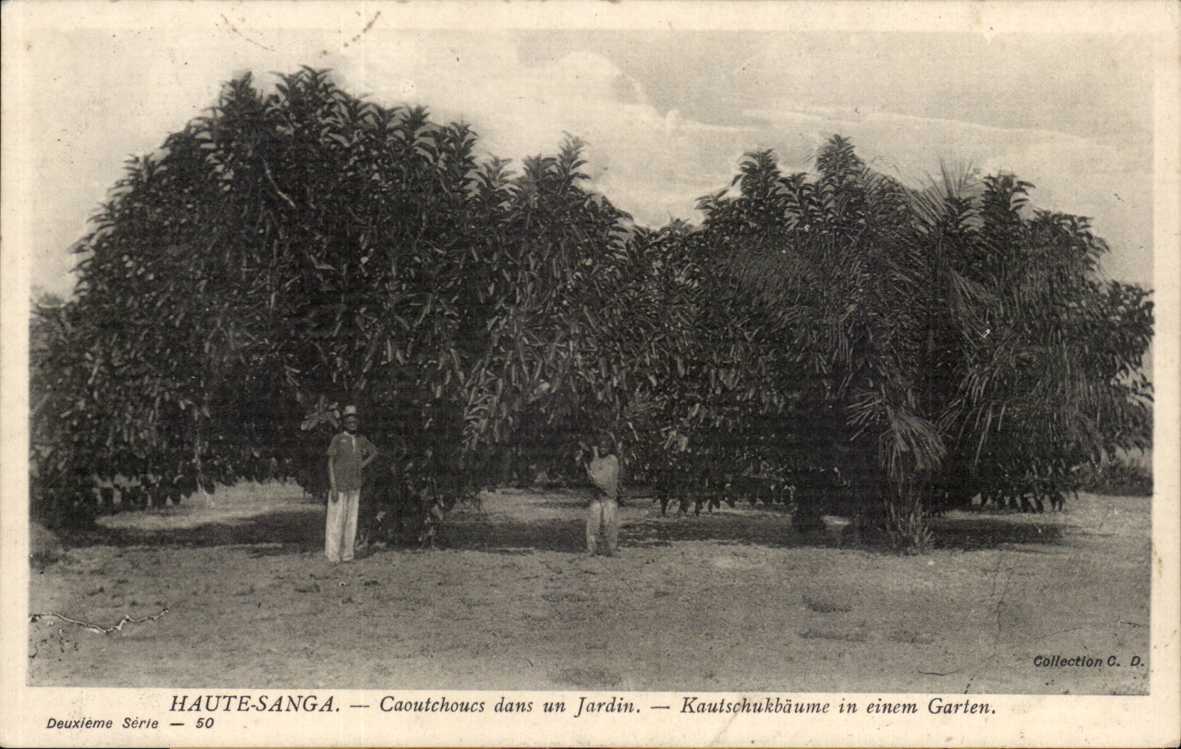 Haute-Sanga — Caoutchoucs dans un Jardin — Deuxième Série — 50