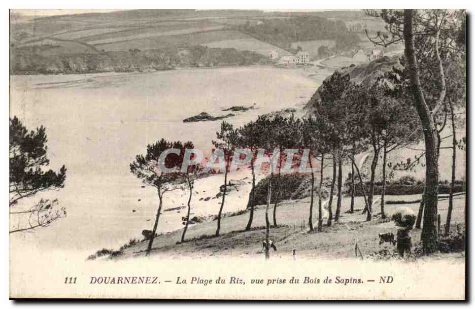 Douarnenez - la Plage du Riz - vue prise du Bois de Sapins - CPA 