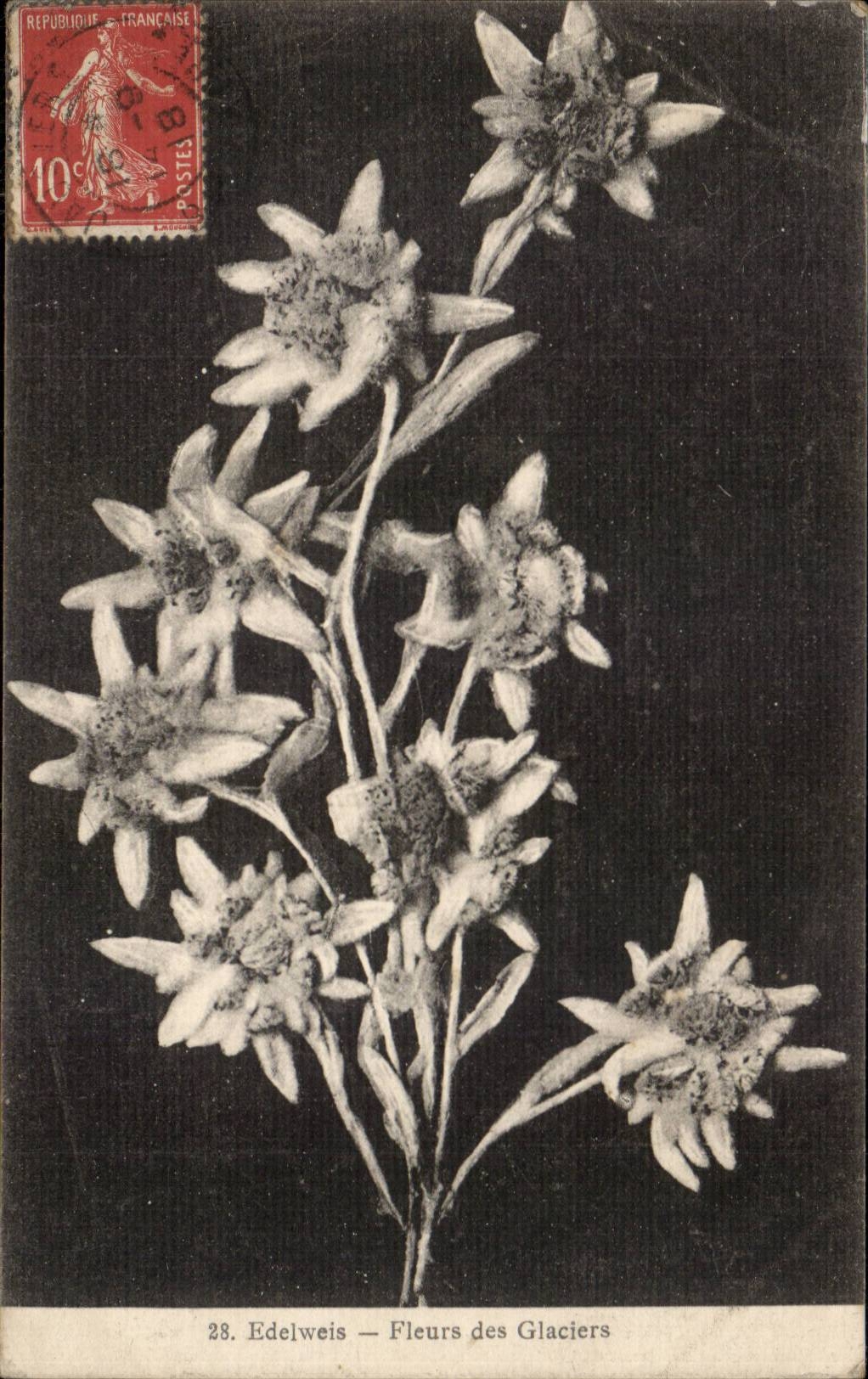 CPA Fleur Edelweis Fleurs des glaciers