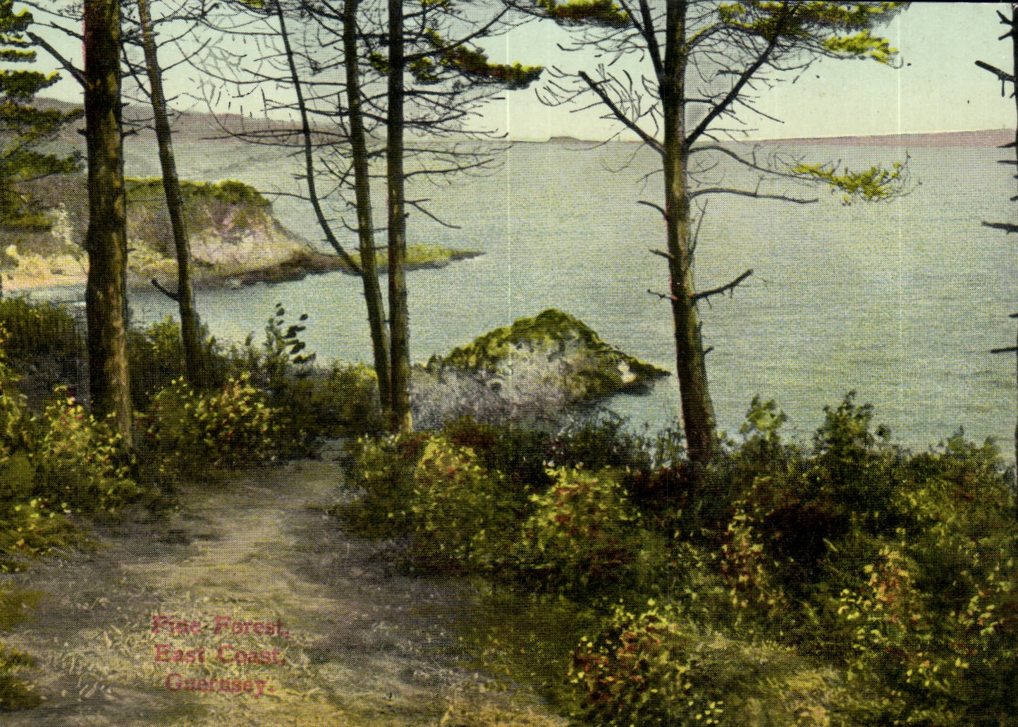 Angleterre - England - Guernsey - Pine Forest East Coast - CPA 