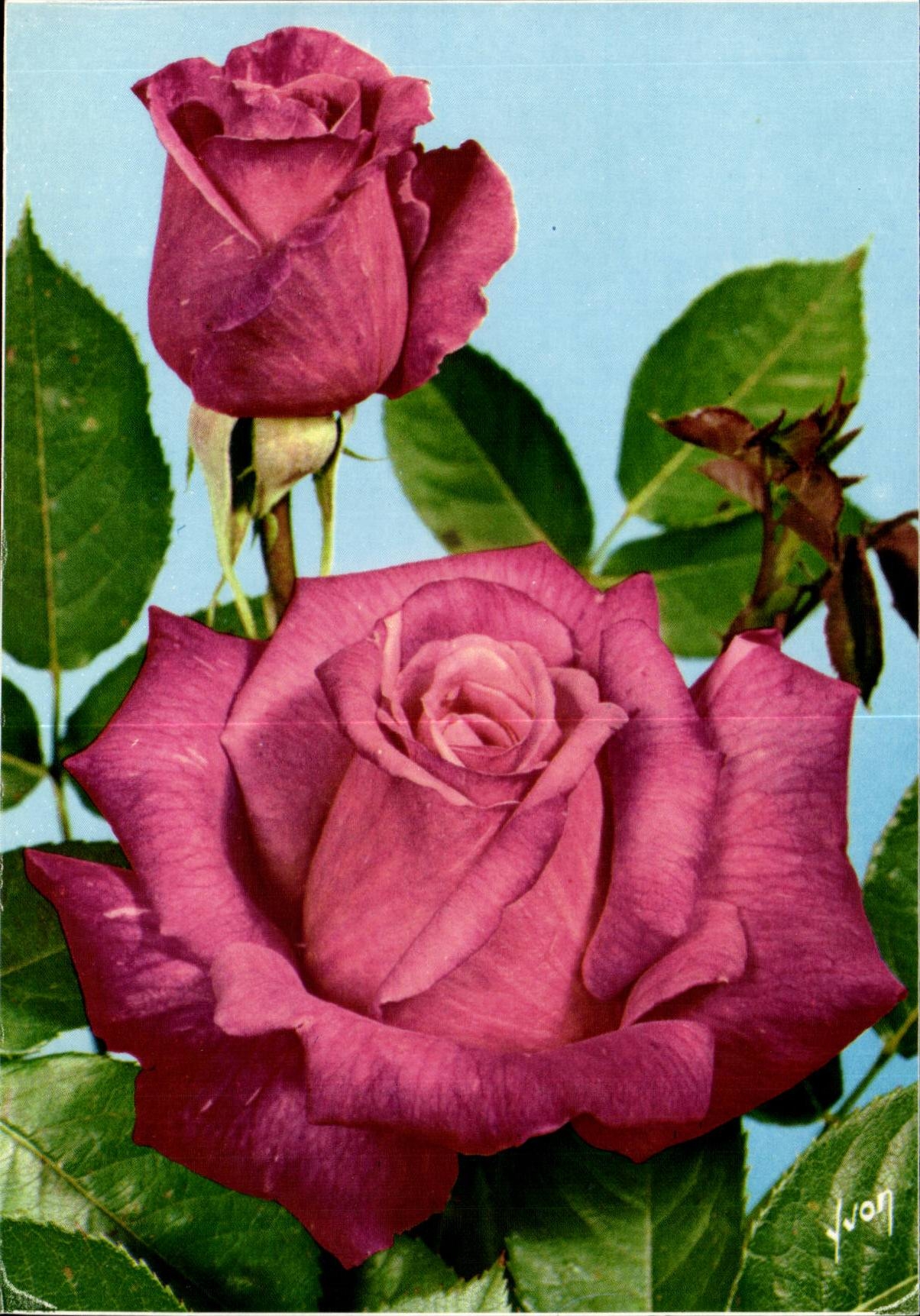 CPM Fantaisie Fleur Stephanie de Monaco 