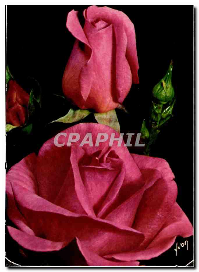 CPM Fantaisie Fleurs Grand prix (Delbard)