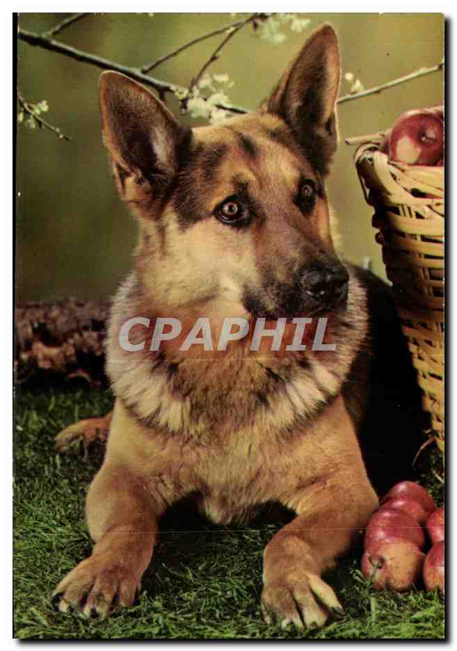 CPM Fantaisie Chien Berger allemand (dog)