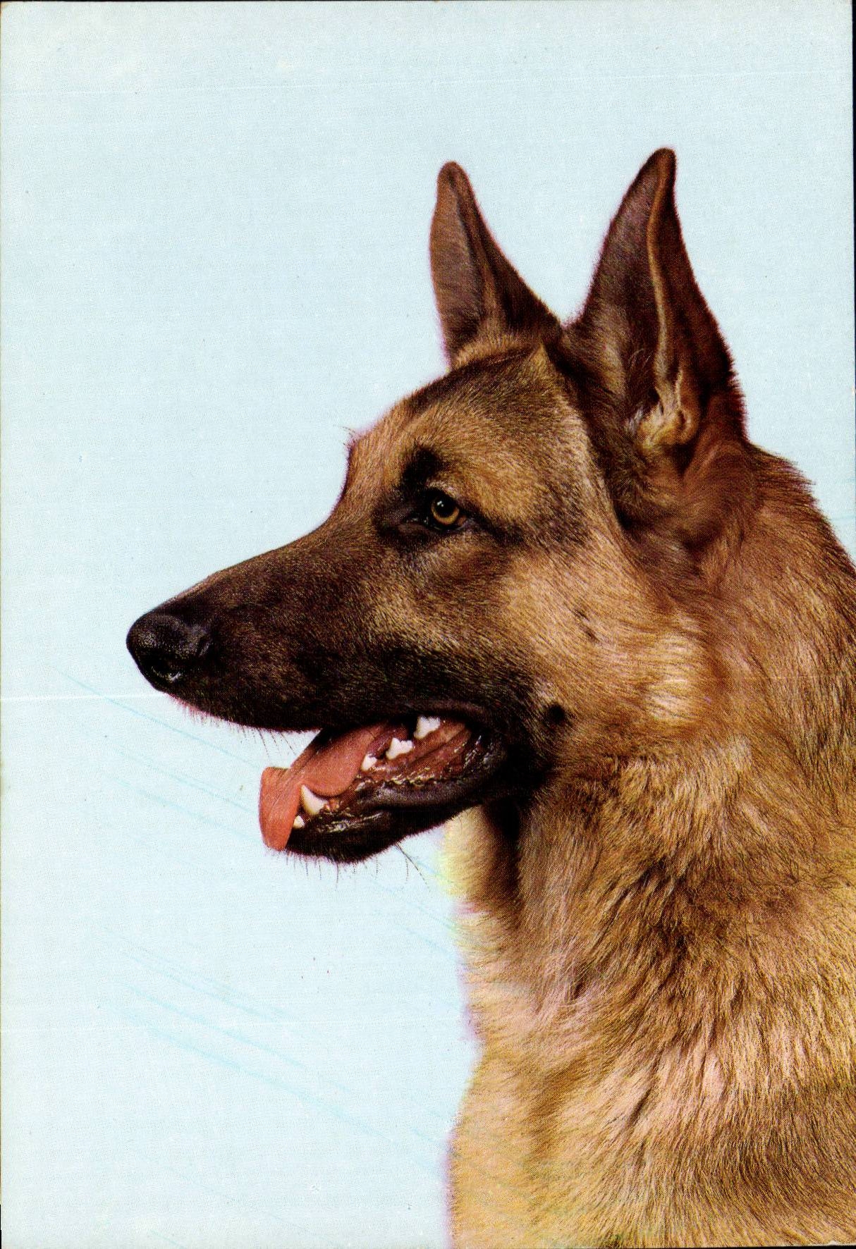 CPM Fantaisie Chien Berger allemand (dog)