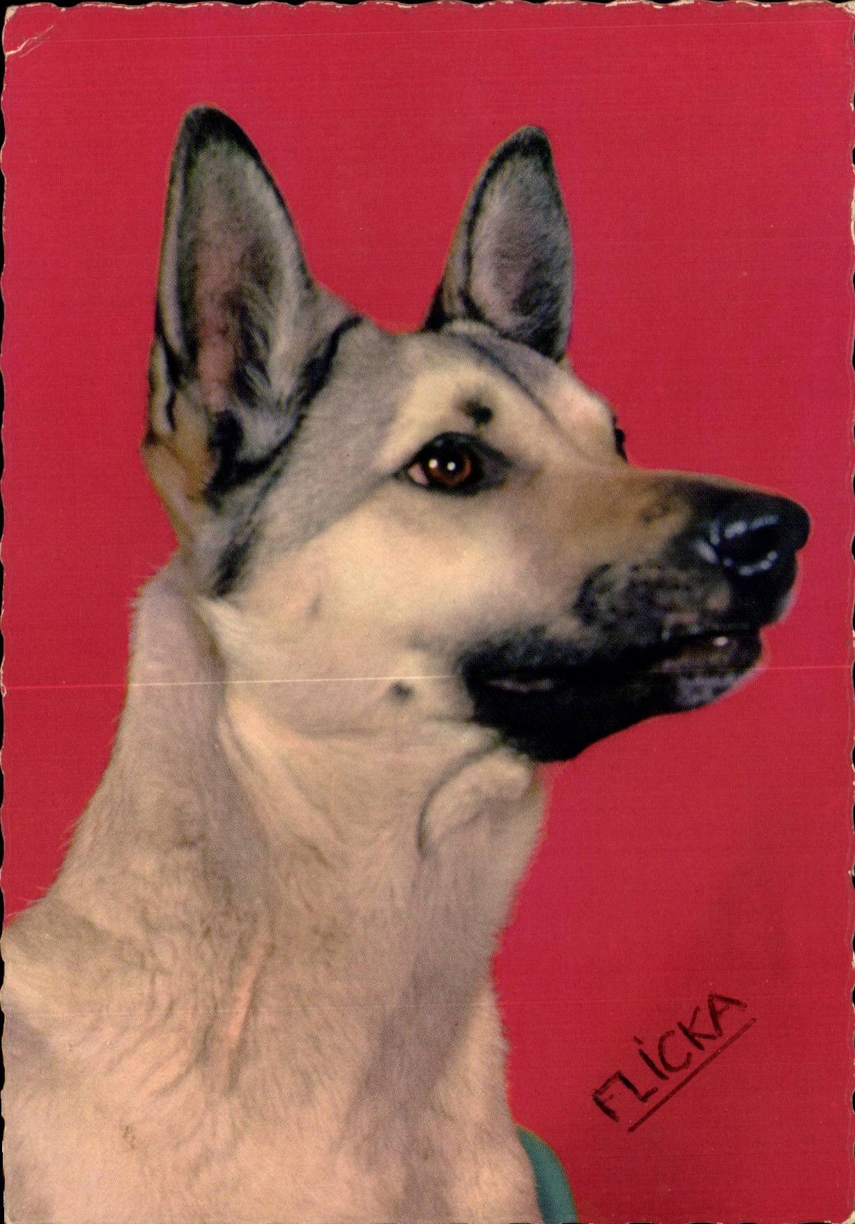 CPM Fantaisie Chien Berger allemand (dog)