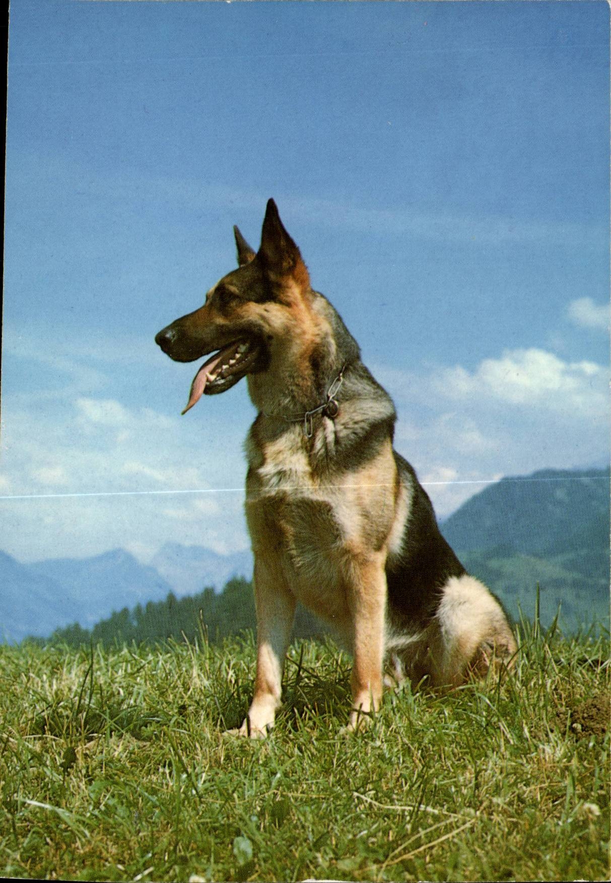 CPM Fantaisie Chien Berger allemand (dog)