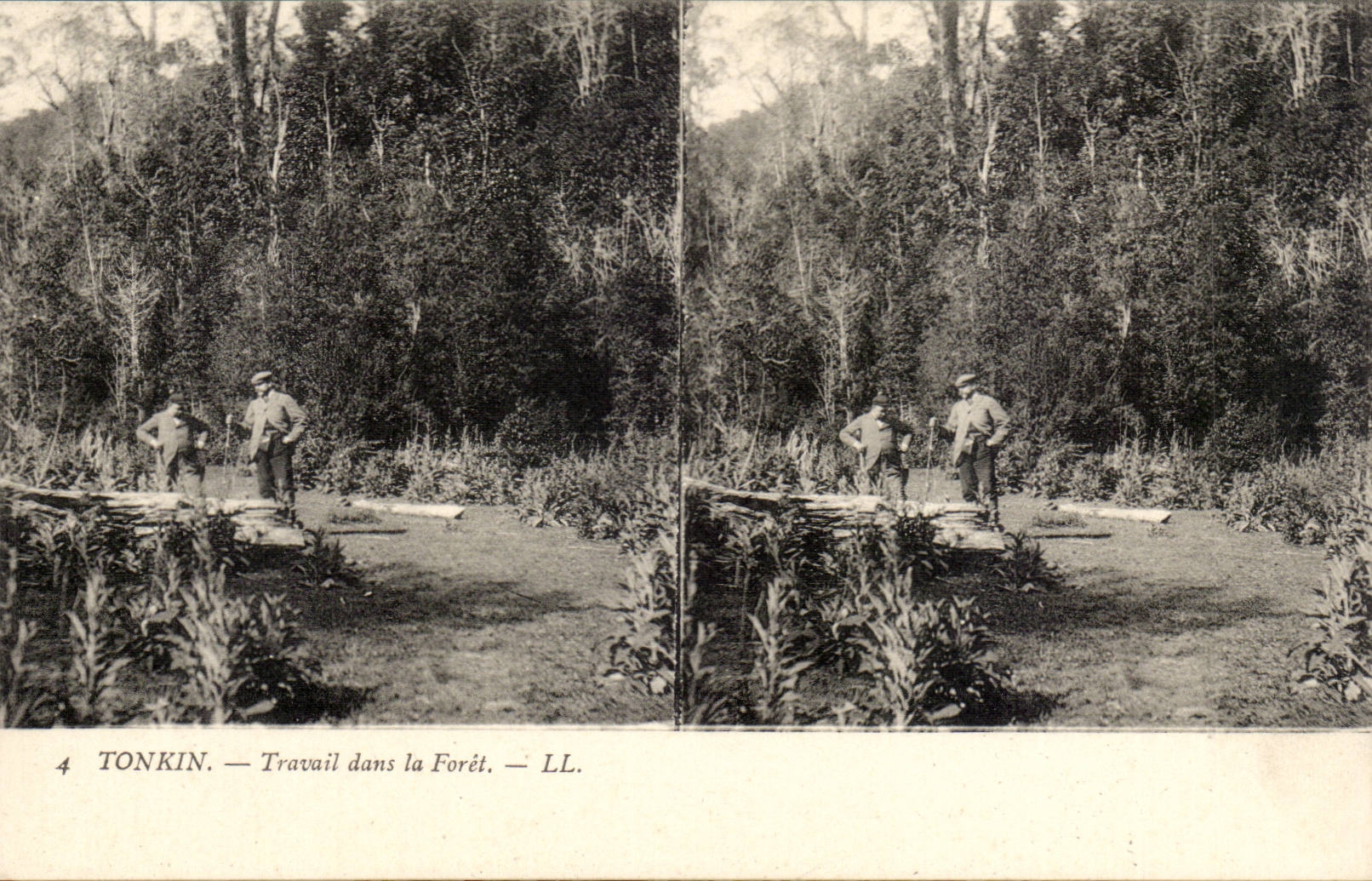 Vues stereoscopiques Tonkin CPA Travail dans la foret (hevea) Indochine Vietnam