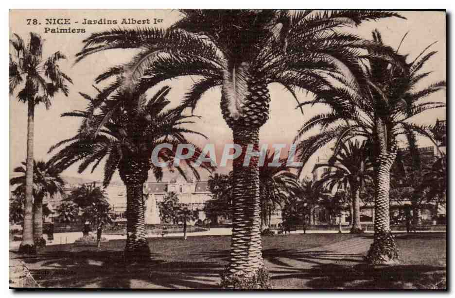 Nice - Jardin Albert - palmiers - CPA 