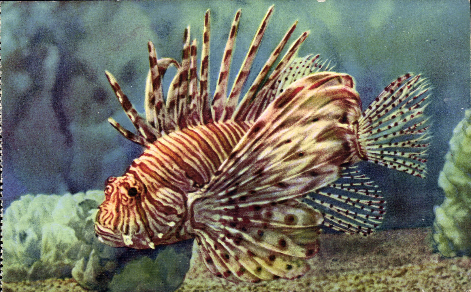 Pterois Volitans — Rascasse volante — Aquarium de Monaco