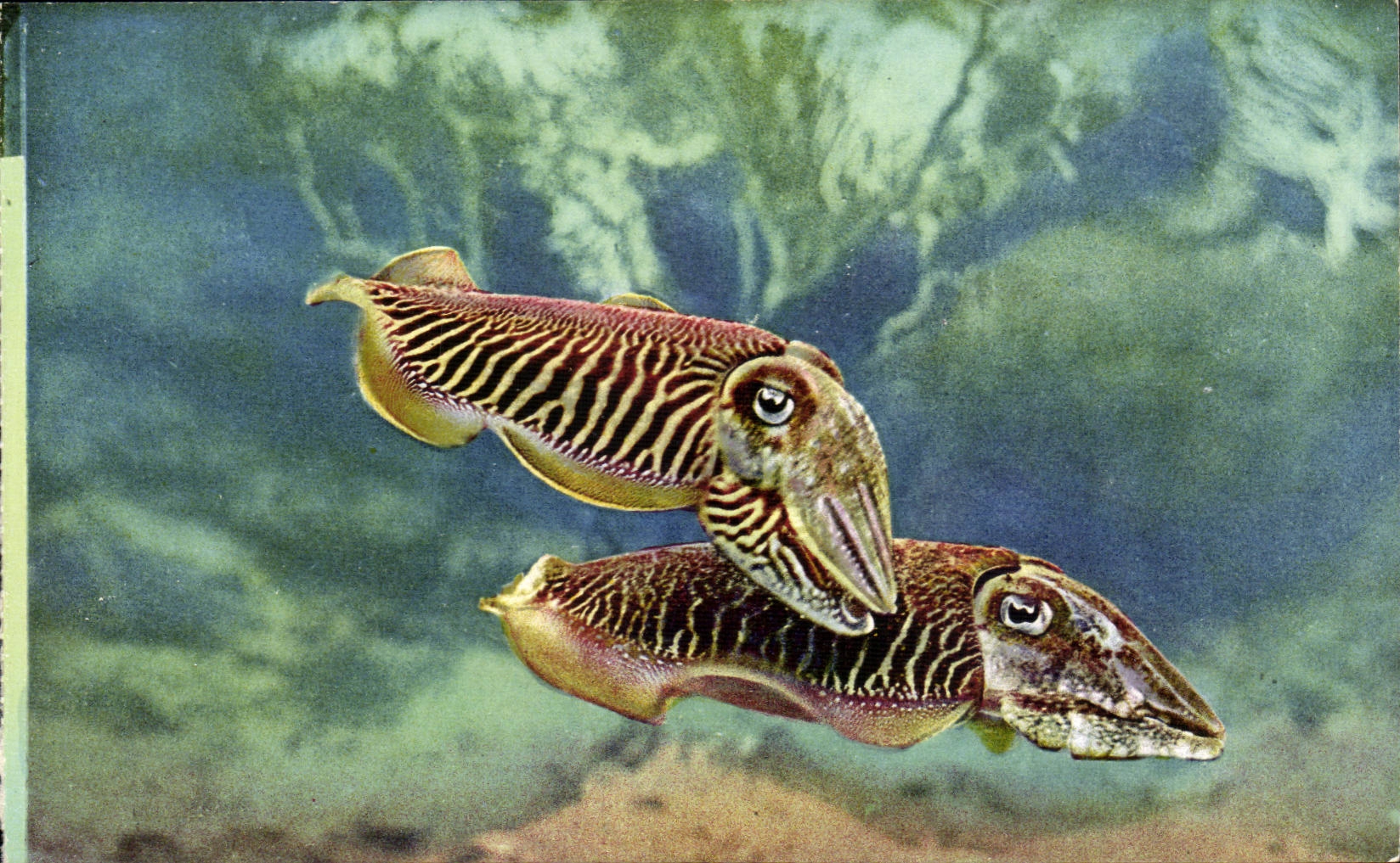 Deux seppias — Aquarium de Monaco — Cliché Barba, n°2