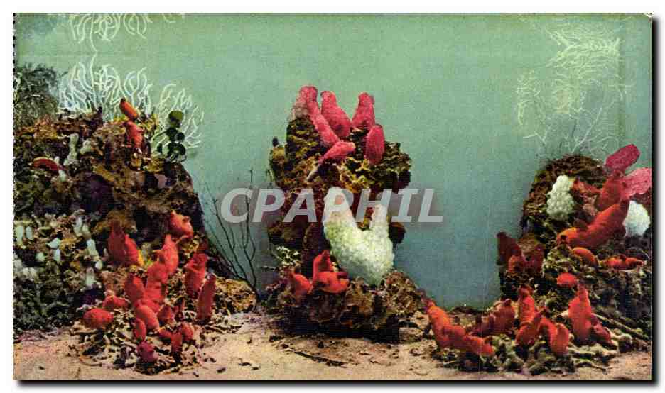 Monaco - Aquarium de Monaco - Seeschneiden - Ascidie - Ascidia - CPA 