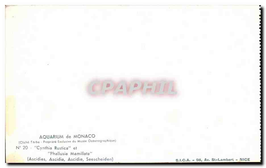 Monaco - Aquarium de Monaco - Seeschneiden - Ascidie - Ascidia - CPA  — Rückseite