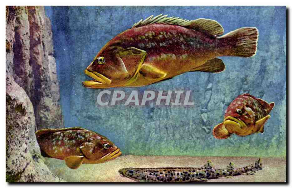 Poissons marins — Aquarium de Monaco — Éditeur A.D.J.A. Nice, n° II ter