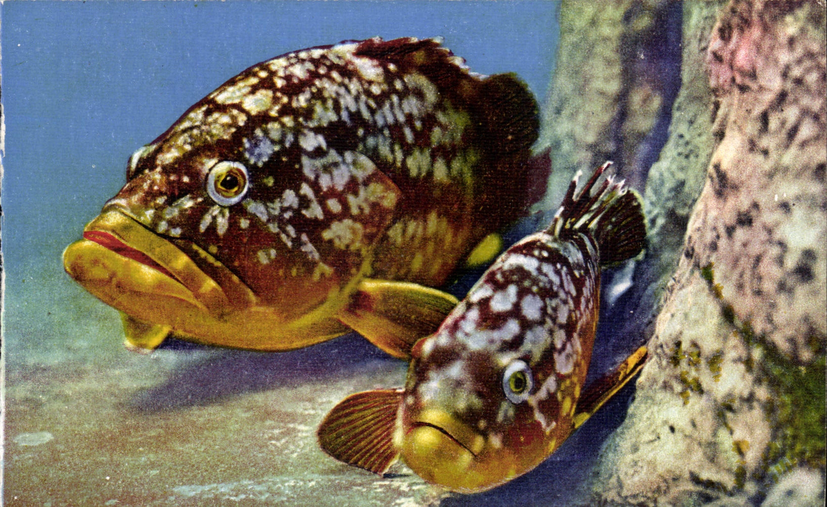 Deux mérou brun — Aquarium de Monaco — Cliché Barba, N°100