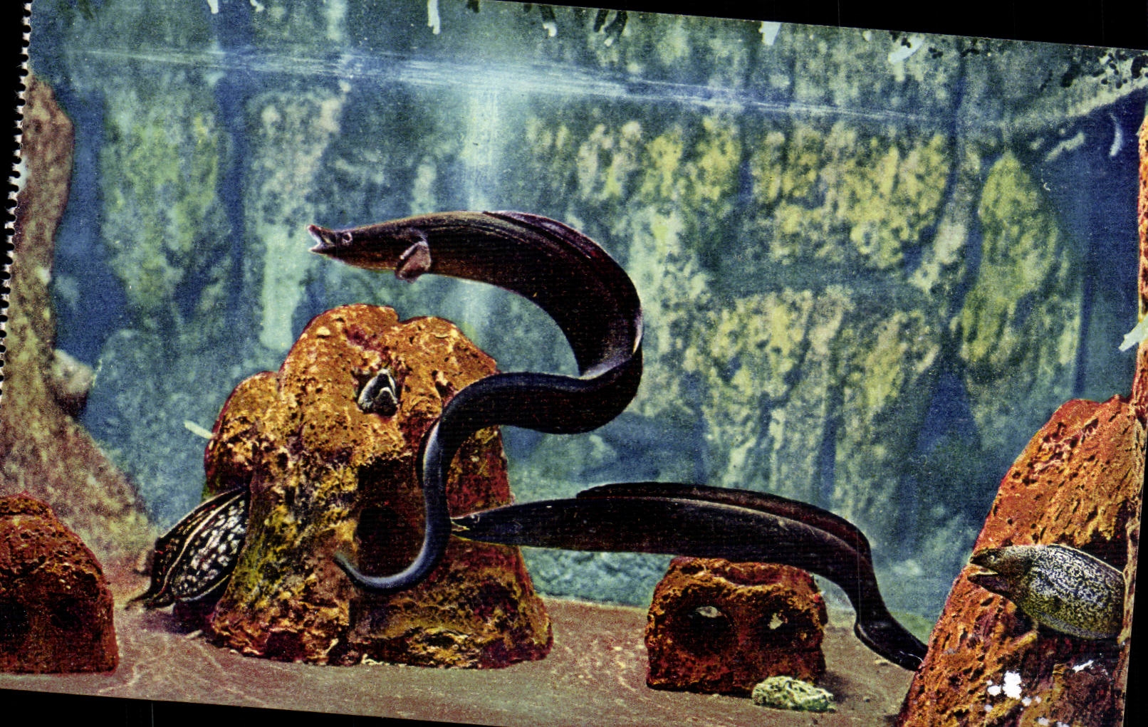 Conger vulgaris — aquarium — cliché Barba, propriété exclusive du Musée Océanographique de Monaco, n° 6