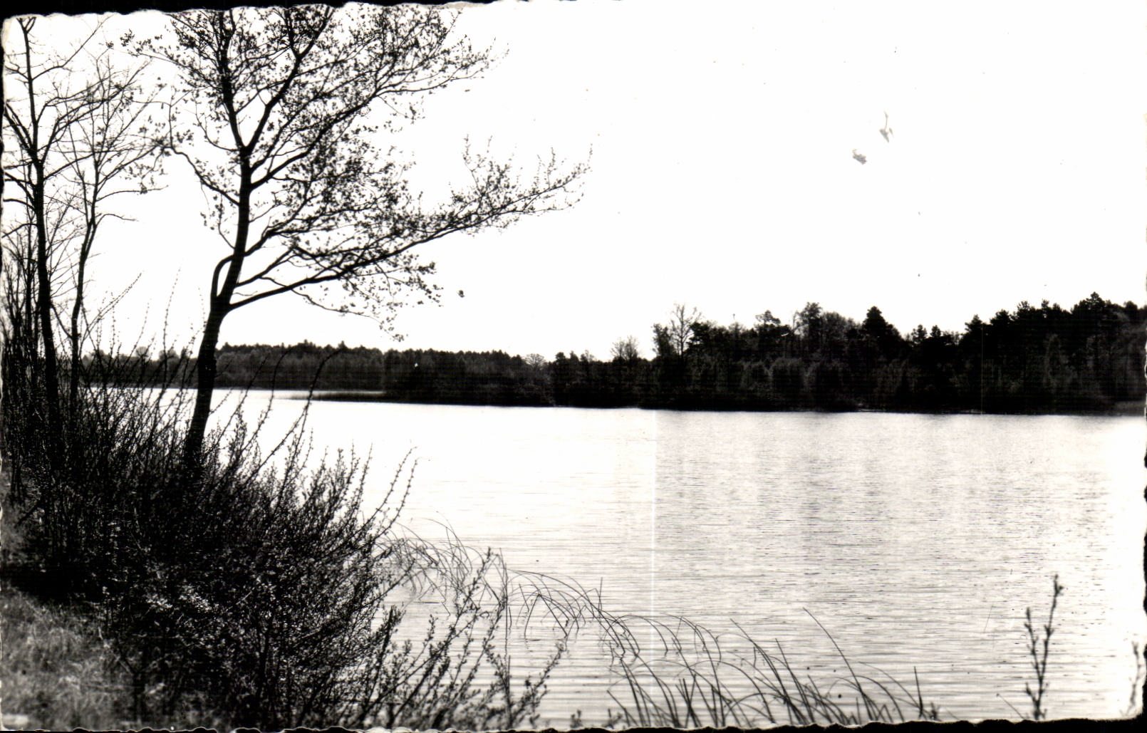Environs d'ouzouer sur Loire CPM Etang de Guy Leveque