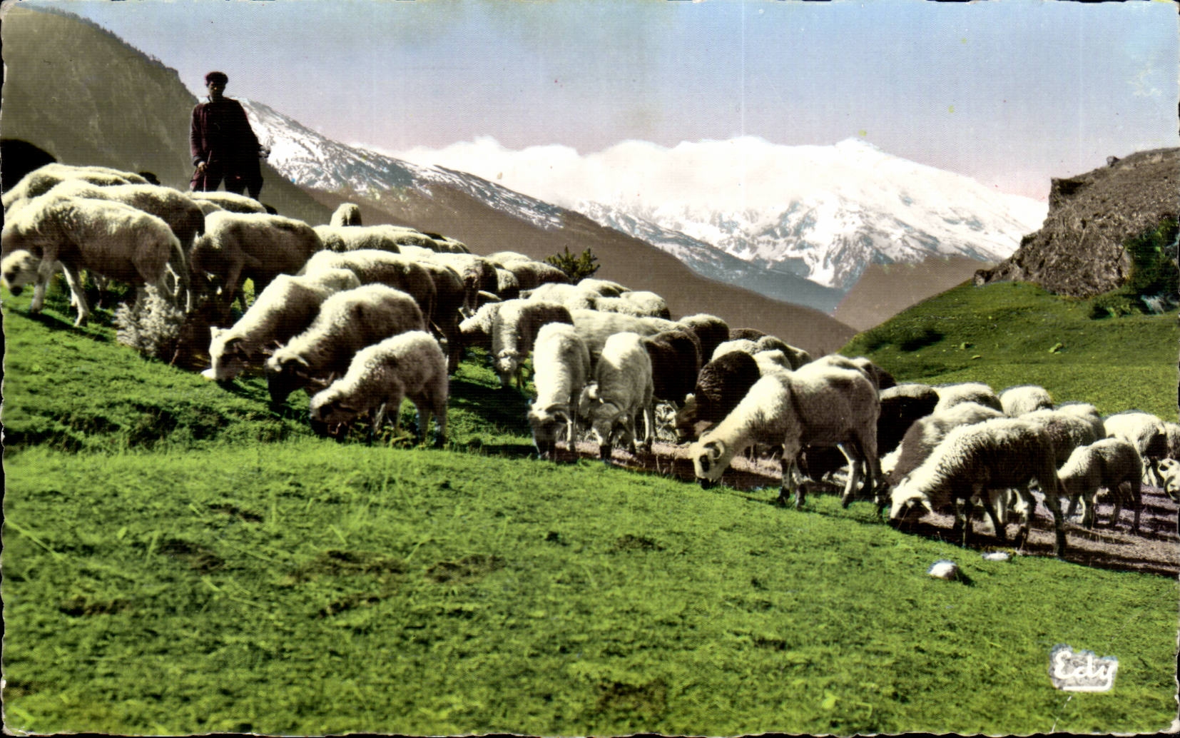 Moutons au pâturage dans un cadre ravissant — Éditeur EDY, n°37