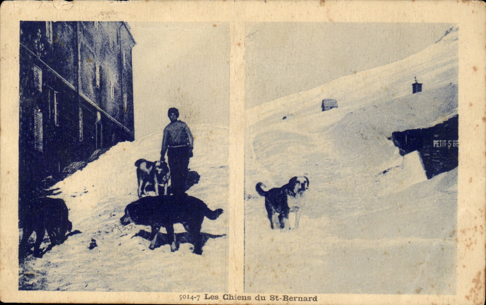 CPA SAvoie Les chiens du St Bernard (dog)