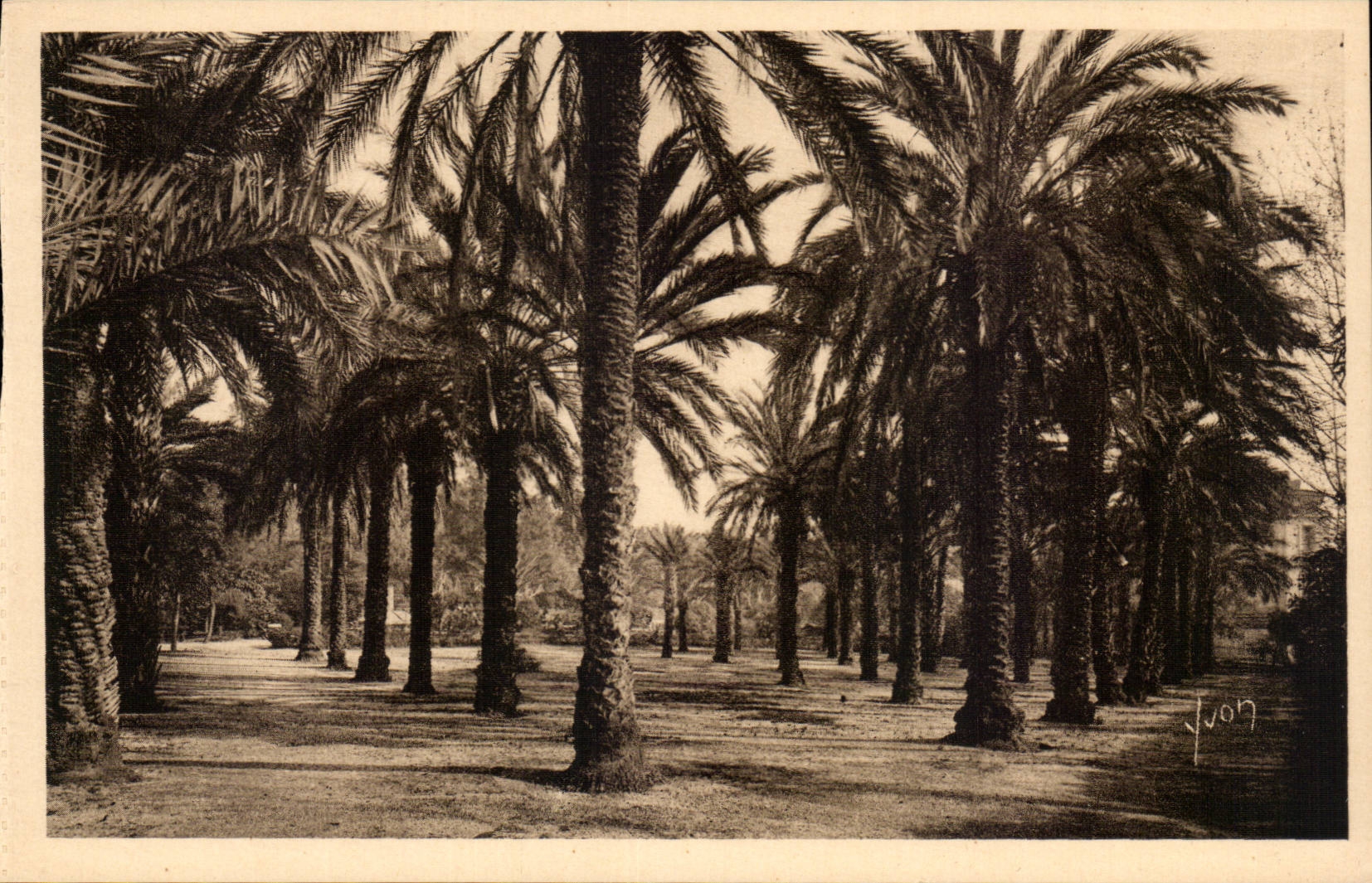 Les Palmiers du Jardin Denis — Côte d'Azur (Hyères) — Éditions d'Art Yvon