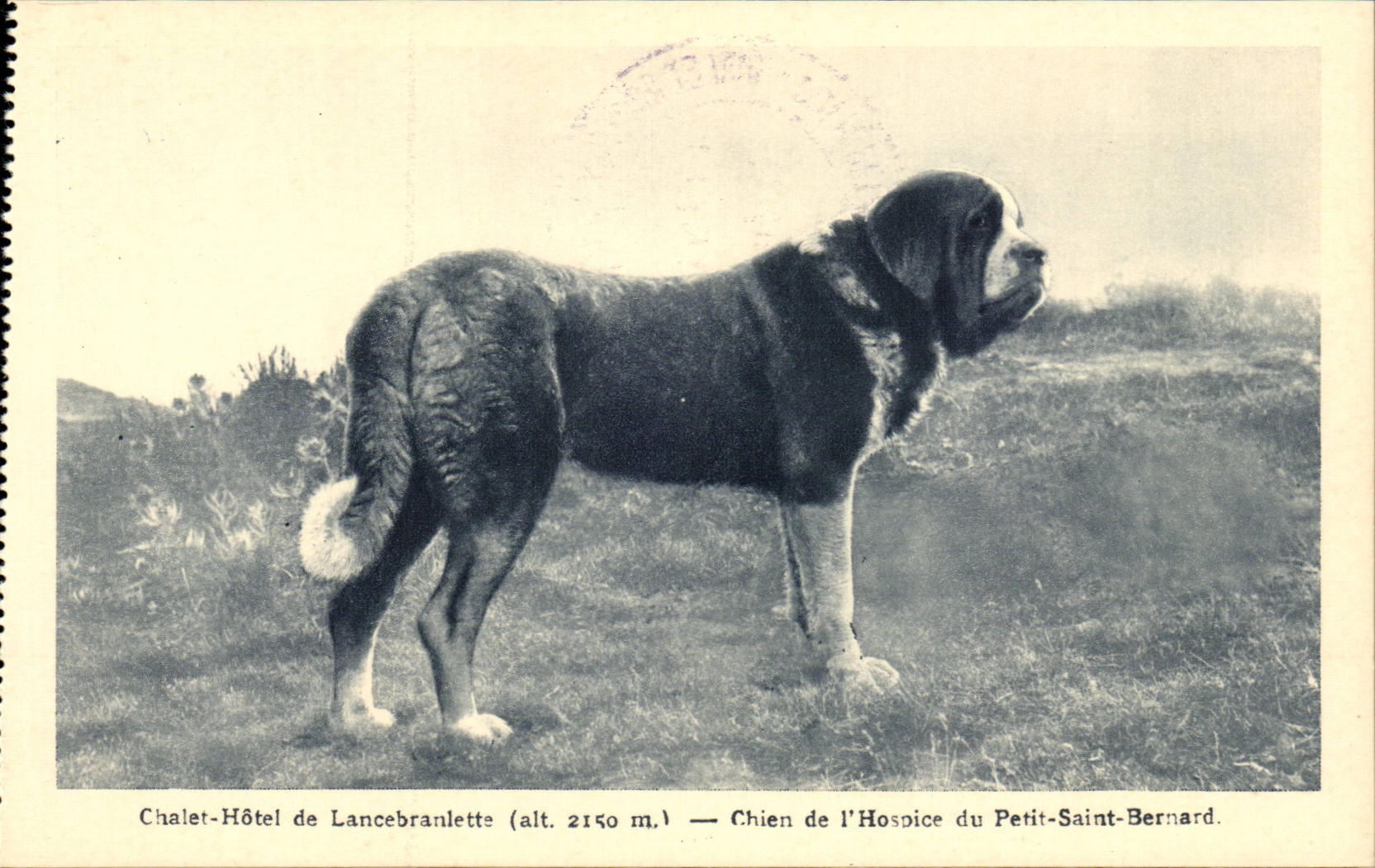 Col du Petit Saint Bernard CPA Chalet hotel de Lancebranlette Chien de l'hospice (dog)