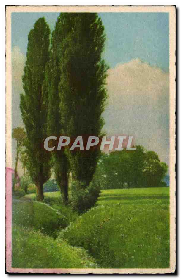 Landschaft mit Zypressen — J. Import — Photo-Chrome n°556