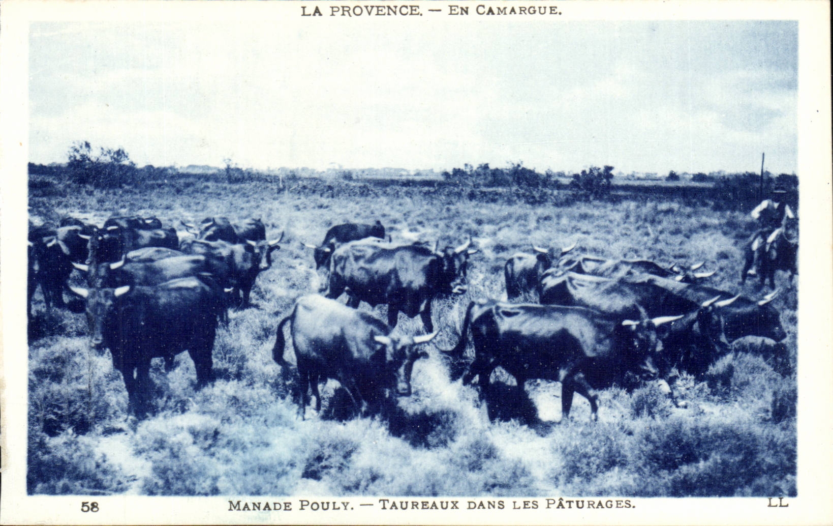 provence En Camargue CPA Manade Pouly Taureaux dans les paturages