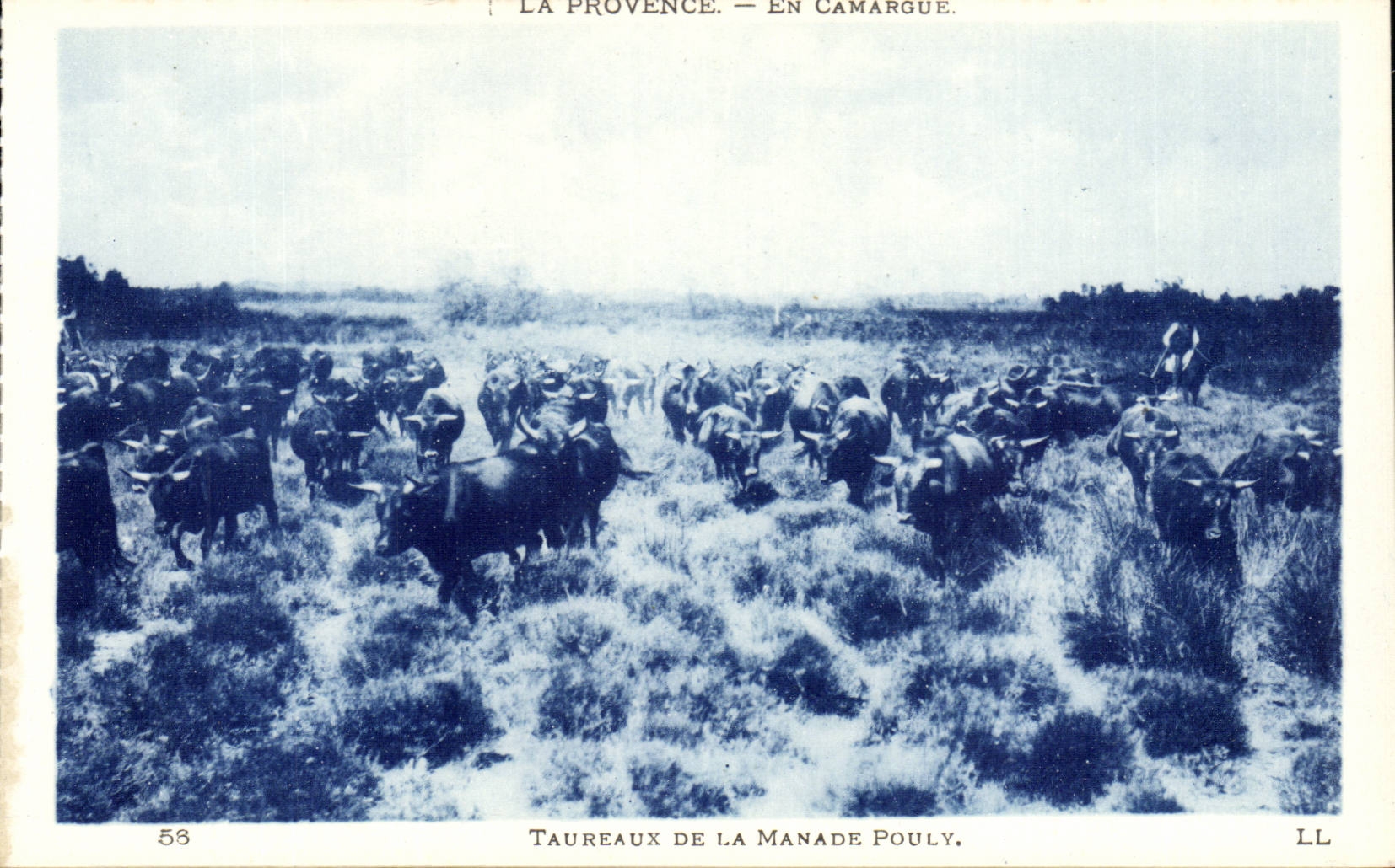 provence En Camargue CPA Manade Pouly Taureaux 