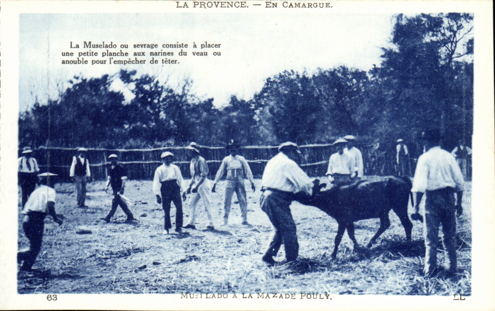 provence En Camargue CPA Taureaux Muselado a la Mazade Pouly